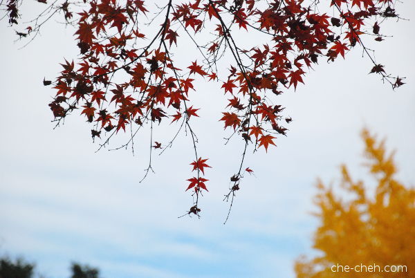 Fall Maple & Ginkgo @ Nara